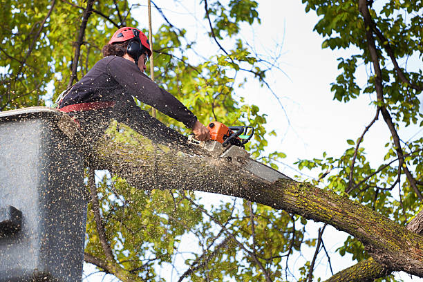 How Our Tree Care Process Works  in  Pittsboro, IN